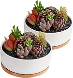 disdain Plant Flower Pots Indoor, 2-pack Set Ceramic Flower Pots Planter, white Ceramic Plant Pot Small Round Plant Pots for Home Office Decoration