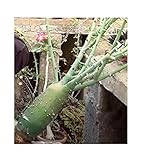 Pcs - 1x Adenia Globosa Caudex Blossom Grünlichweiß Plants - Seeds B1874 & Plants Shop by Ipsa