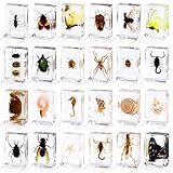 24 Styles Insect in Resin Specimen, Bugs Collection Paperweights Animal Specimen for Kids Bug Preserved in Resin for Scientific Education Office Desk Christmas Display Supplies