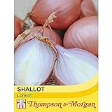 Shallot ‘Lorient’ 1 Packet (100 Seeds) – Thompson and Morgan