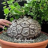 SEMI -3pcs rari Geninue Dioscoreaipes semi Caudex Pianta grassa semi di Fiore di RARA ezza ornamentale Fiore BonsaïPianta