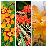 Crocosmia Plant Mix x 3 Plants Including Varities Like Lucifer - Emily McKenzie - Fairy Crimson in 9cm Pots