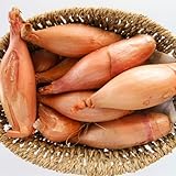 PREMIER SEEDS DIRECT - Shallot - ZEBRUNE - 450 Finest Seeds