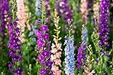 Just Seed - Flower - Larkspur - Sublime Mix - 200 Seeds