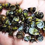 5X Assorted Horn Nerite Snail CLITHON Algae Eater Aquarium Fish Plant Tropical