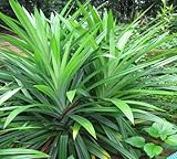 100pieces Green Pandan Plant Seeds