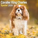 Cavalier King Charles Spaniel 2026 Calendar | Square Wall Calendar | Dog Breed Gift | Plastic Free Packaging | by Avonside Publishing