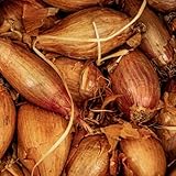 Shallot Zebrune Seeds - 100 Banana Shallot Seeds - Plant and Grow Your Own Vegetables for Gardens, Pots & Allotments – Suitable for Indoor & Outdoor Planting – Packed in The UK by Meldon Seeds
