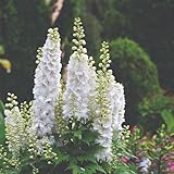 Larkspur Qis White Flower Seeds - Stunning White Spires, Cottage Garden Favourite, Ideal for Cutting & Bridal Bouquets, Attracts Bees & Butterflies - 1 Packet Thompson & Morgan
