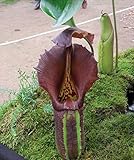 Portal Cool Package Seeds: Nepenthes Carnivorous Jug Seeds Truncata Drag Hanging Vine 5 Seeds