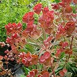 Euphorbia Galaxy Glow - Real Outdoor Perennial Plant - Hardy & Evergreen - Drought-Tolerant Garden Plant for Borders & Pots - Low Maintenance & Wildlife Friendly (9cm Pot, 10-20cm)