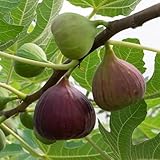 YouGarden Fig Tree 'Brown Turkey' Standard, Established Plant 70-100cm Tall in 3L Pot, Ready to Plant, Hardy Fruit for UK Gardens, Perfect on The Patio