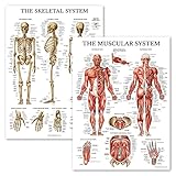 Palace Learning Muscular & Skeletal System Anatomical Poster Set - LAMINATED 2 Chart Set - Human Skeleton & Muscle Anatomy - (18 x 27)