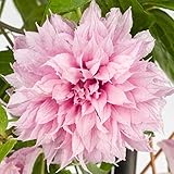 GardenersDream Clematis Multi Pink - Outdoor Garden Ready Clematis Plant - Hardy Deciduous Outdoor Climbing Plant for Gardens (9cm Pot, 20-30cm)