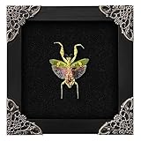 VinaTimes Real Framed Flower Mantis Dead Insect Dried Green Beetle Shadow Box Black Frame Taxidermy Bug Specimen Display Oddity Tabletop Standable Wall Hanging Home Decor K12-62-DE