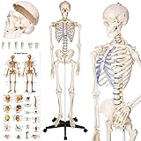 tectake® Life-Size Anatomical Skeleton, Detailed Human Skeleton Model with Removable Arms & Legs, Movable Joints, Skull with Removable Teeth, Incl. Large Anatomy Poster & Stand with Wheels - 181 cm