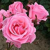 Rose Bush Queen Elizabeth- Traditional Pink Scented Rose Bush in a 5 Litre Pot - Ready to Plant