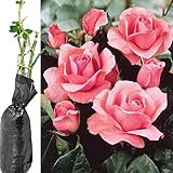 1 Fragrant Rosa Queen Elizabeth Pink Climbing English Rose Bare Rooted Bush Plant for Brighten Garden Outdoor Landscape Shrub Border Walkway Hedge