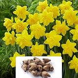 15 Golden Ducat Daffodil Bulbs - Narcissus Double Varieties - Naturalizes and Thrives Yearly - Stunning Golden Blooms for Your Garden – Perfect for UK Climate Condition