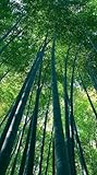 12 Seeds of Giant Thorny Bamboo - Bambusa Bambos - Tropical
