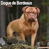 Dogue de Bordeaux 2026 Calendar | Square Wall Calendar | Dog Breed Gift | Plastic Free Packaging | by Avonside Publishing
