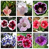 Misto: 8 Tipi di semi di Gloxinia piante da Fiore perenni Sinningia Speciosa balcone Fiore per casa FAI da te 400 pezzi