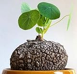 30pcs Green Caudex Plant Seeds