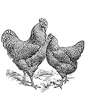 Development of the Plymouth Rock Chicken: The Plymouth Rock as a Bird and As a Breed