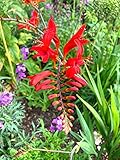 Three Monbretia or Crocosmia 'Lucifer' (Corms (to Plant Yourself) Free UK Postage