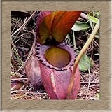 5: Semi di piante di Nepenthes Semi di Nepenthes Semi di piante acchiappamosche 20 Particelle/sacchetto