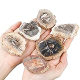 mookaitedecor Natural Petrified Wood Slices Healing Crystal Rough Stone,Reiki Gemstone Specimen Figurine Home Decor(Approx 35-95g), Each Piece Length 40-75mm / 1.57-2.95”
