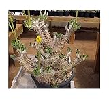Pcs - 3X Pachypodium Horombense Caudex Madagascar Palm Plants - Seeds B16 & Plants Shop by Ipsa