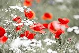Muralo Wild Red Poppy Wallpaper 90 x 135 cm Vinyl Landscape Flowers Grass - 80271664