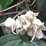 Climbing Clematis Plant Winter Flowering Evergreen for Outdoors Producing White Bell Shaped Flowers, 1 x Clematis Winter Beauty Plant in 7cm Pot by Thompson & Morgan