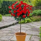 YouGarden Patio Standard Red Rose in 4 Litre Pot, Ready to Plant, 40cm Stem