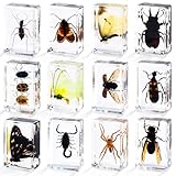 12 Styles Insect in Resin Specimen, Bugs Collection Paperweights Animal Specimen for Kids Bug Preserved in Resin for Scientific Education Office Desk Christmas Display Supplies
