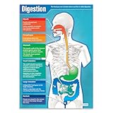 Daydream Education Digestion Classroom Science Poster - EXTRA LARGE - A1 (850mm x 594mm) - Gloss Paper - Science Secondary School Wall Charts