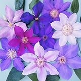 GardenersDream 3 x Mixed Clematis Plants in Pots - Outdoor Garden Ready Climbing Plant Colourful Flowering Shrubs for Gardens, Walls, and Fences - Vibrant Outdoor Plants (20-30 cm, incl. 9 cm Pot)