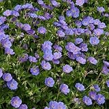 Perfect Plants - Hardy Geranium ‘Rozanne’ Perennial Plant – 17cm Pot – Long-Flowering Garden Plant for Borders & Containers