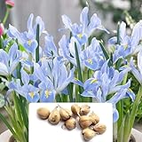 10 Iris Reticulata Blue Planet Bulbs – Spring Blooming Perennials with Enchanting Fragrance – Stunning Blue Flowers – Perfect for Your Garden – Cultivated for UK Climate