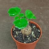 SUNNYPLANTS Plectranthus ernstii, Bonsai Mint, Plectranthus Plants, Plectranthus Cuttings, Succulent Seeds, Succulent Cuttings, Succulent Plants, Bonsai, Caudex