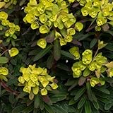Euphorbia Ascot Petite Evergreen Small Compact Purple Stems Grey-Green Leaves Acid-Green Bracts Drought Tolerant 1x or 3X 9cm Pots by Thompson and Morgan