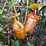 50Pcs Nepenthes Seeds Decorative Tropical with Pouch Carnivorous Plants Seeds for Home - Orange Nepenthes Seeds - Flower Seeds Vegetable Seeds Fruit Seeds Garden Plant Seeds