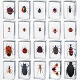 20 Pcs Insect in Resin Bug Preserved Specimen Collection Paperweights Resin Insects Various Insect Specimen for Office Men Women Biology Science Teacher Education Bug Collection Supplies (Insect)
