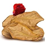 SunGrow 10 Pack Indian Almond Leaves for Betta Fish Tank Water Treatment, XL (9"), Catappa Leaves Induce Breeding and Boost Immunity, Reduce Stress, pH Down Aquarium Water Conditioner