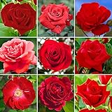 GardenersDream Red Rose Bush Potted - Outdoor Garden Plants Ready to Plant - Climbing Roses for Gardens with Fragrant Flower Rose Trees - Colourful Roses for Outdoor Garden - (20-50cm Incl. Pot)