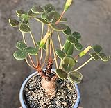 Carnosa Legno-Sorrel | Oxalis Megalorrhiza succulente Piante - Caudex/Bonsai
