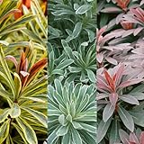 3 x Euphorbia Plant Collection in 9cm Pots - Herbaceous Perennials - Selection of Different Coloured Foliage