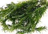 Lincolnshire Pond Plants Ltd - 20 Stems x Oxygenating Weed Live Pond Plant ELODEA DENSA - Also Aquarium Aquatic Plants (Weighted)