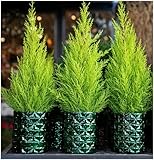 GrowOn Shrubs [x3] Dwarf Conifer Cupressus Macrocarpe 'Wilma' Goldcrest Lemon Cypress | Multi-Pack | Evergreen Shrubs | Outdoor Garden Ready Plants